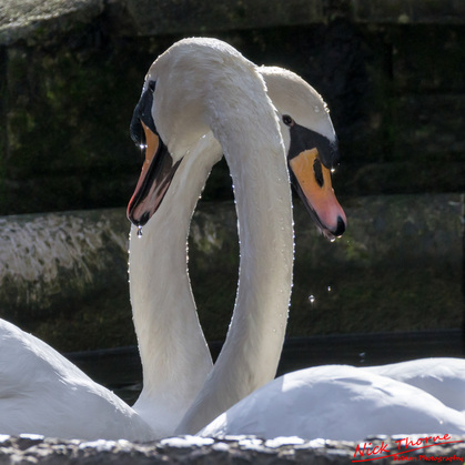 Picklefoot Spring Grange-over-Sands swans image bodian